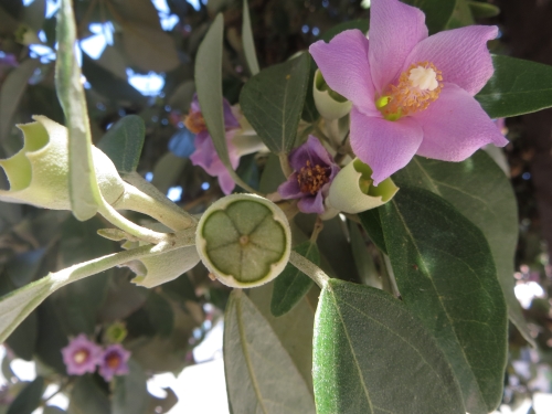 Lagunaria patersonia (Malvaceae)